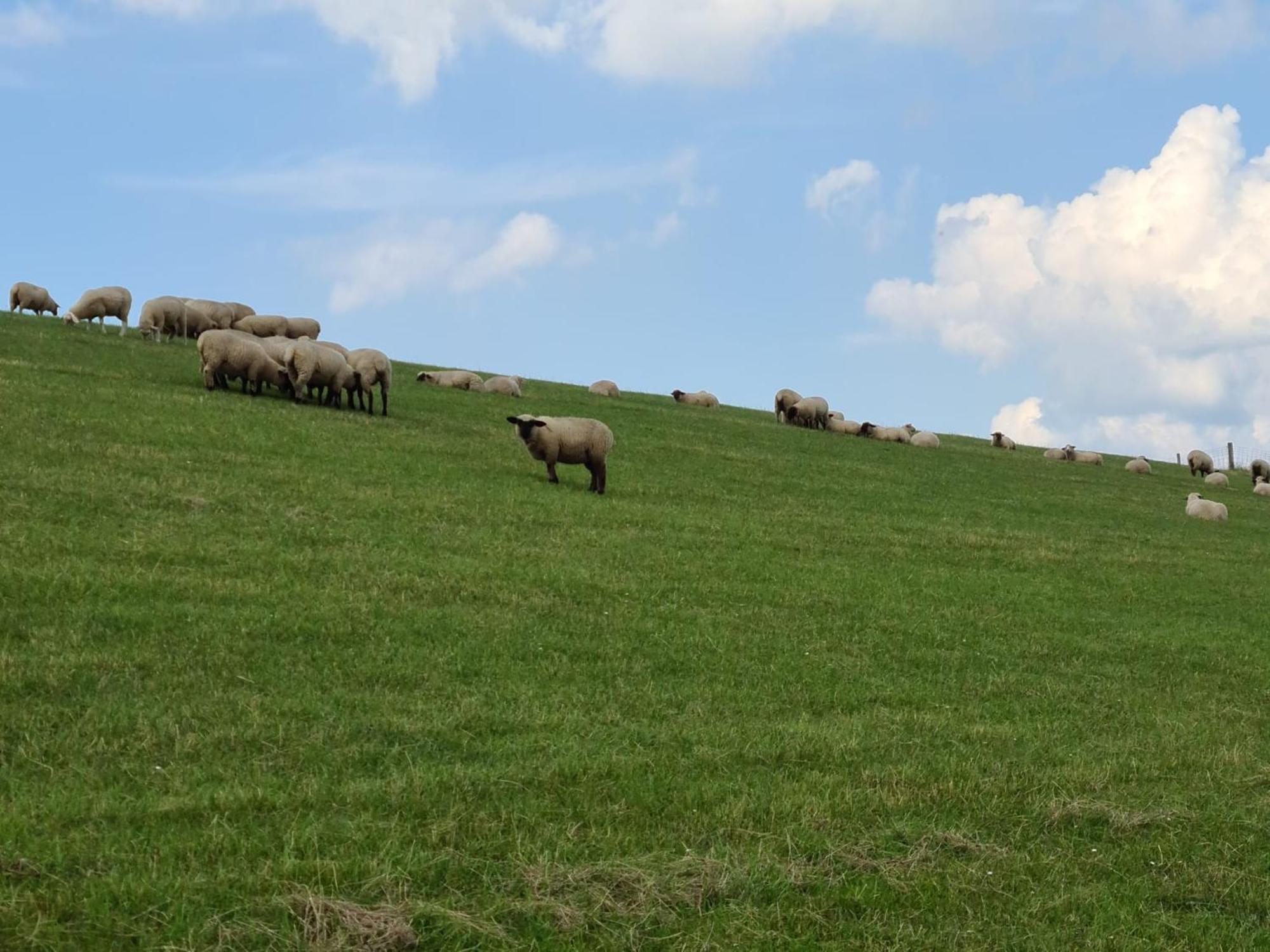 Haus Pudelwohl - Hundefreundliches Ferienhaus An Der Nordseekueste Sehestedt  エクステリア 写真