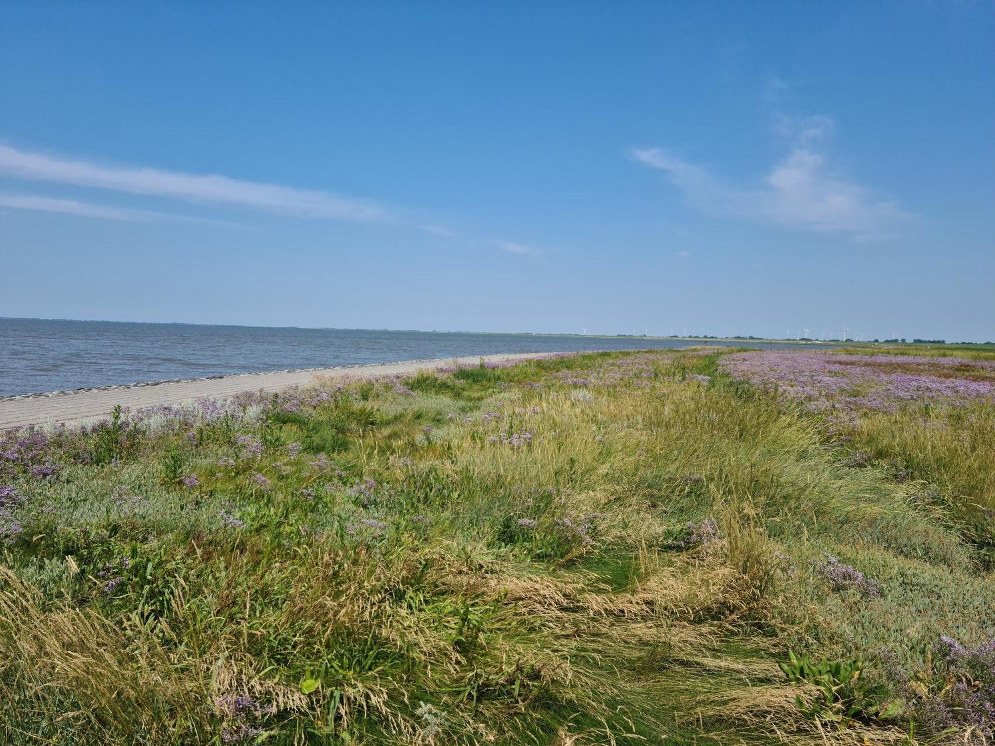 Haus Pudelwohl - Hundefreundliches Ferienhaus An Der Nordseekueste Sehestedt  エクステリア 写真